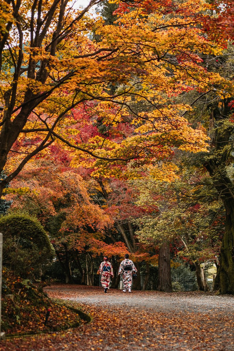 Allée de terre couverte de feuilles sous de grands érables orange et rouges, deux promeneuses en kimono au loin