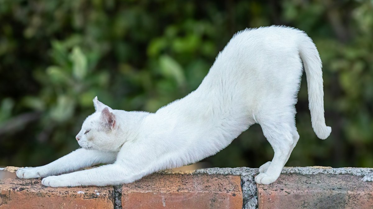 Chat blanc qui s'étire sur un muret de briques, pattes avant allongées et dos creusé