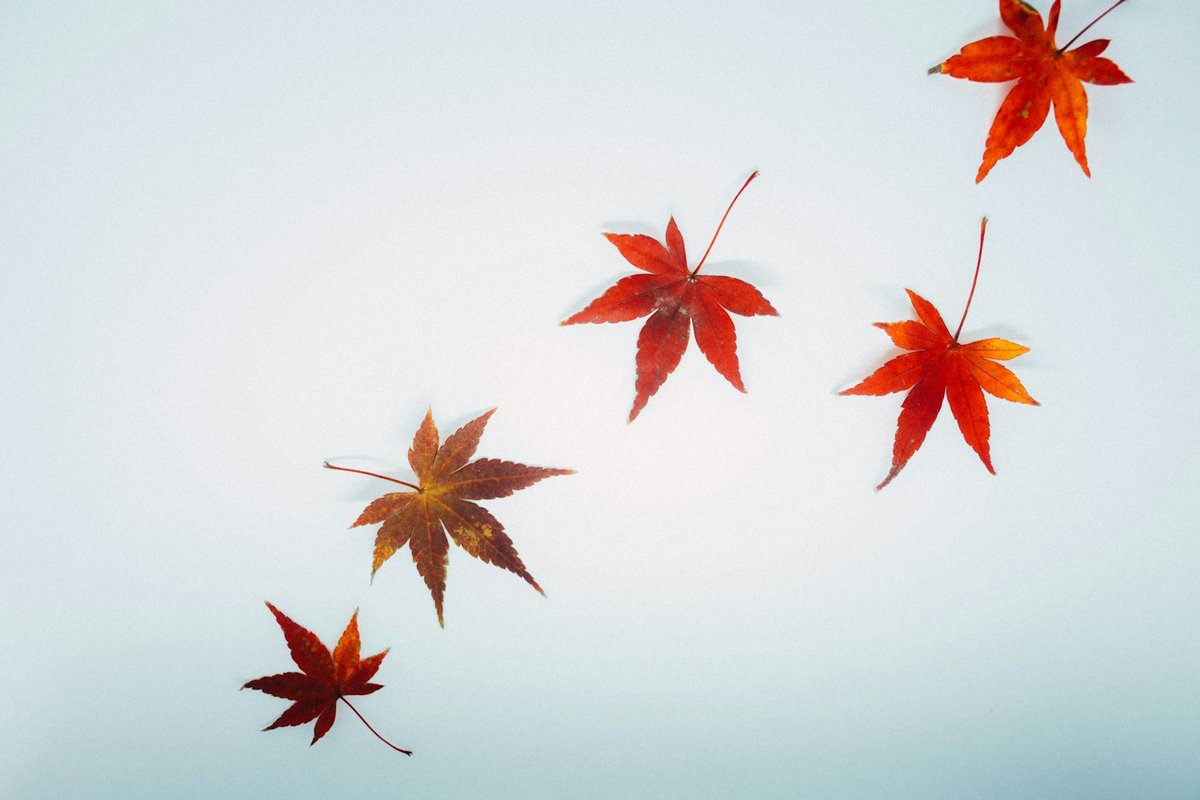 Cinq feuilles d'érable rouges et orangées qui tombent sur un ciel très pâle