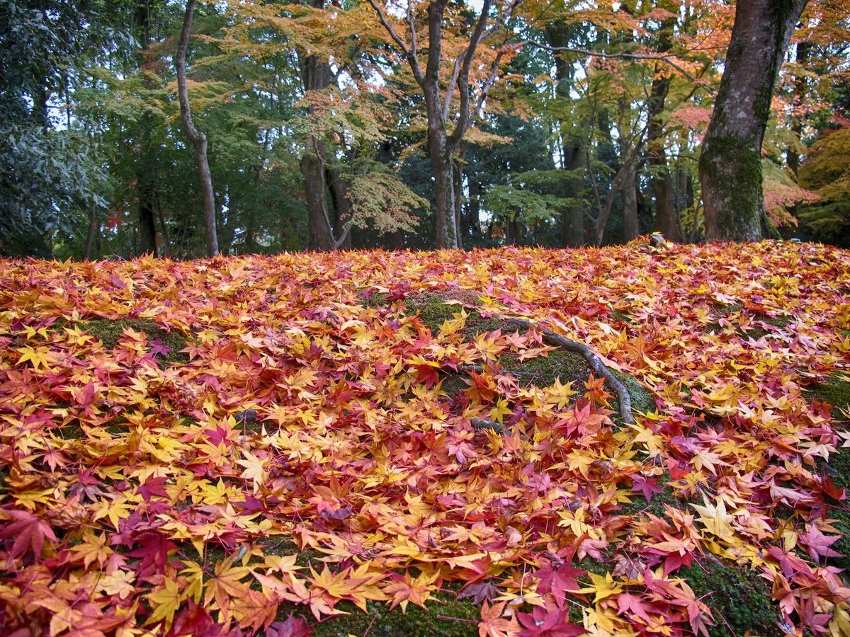 Sol de sous-bois entièrement couvert de feuilles d'érable rouges, orange et jaunes, troncs à l'arrière-plan